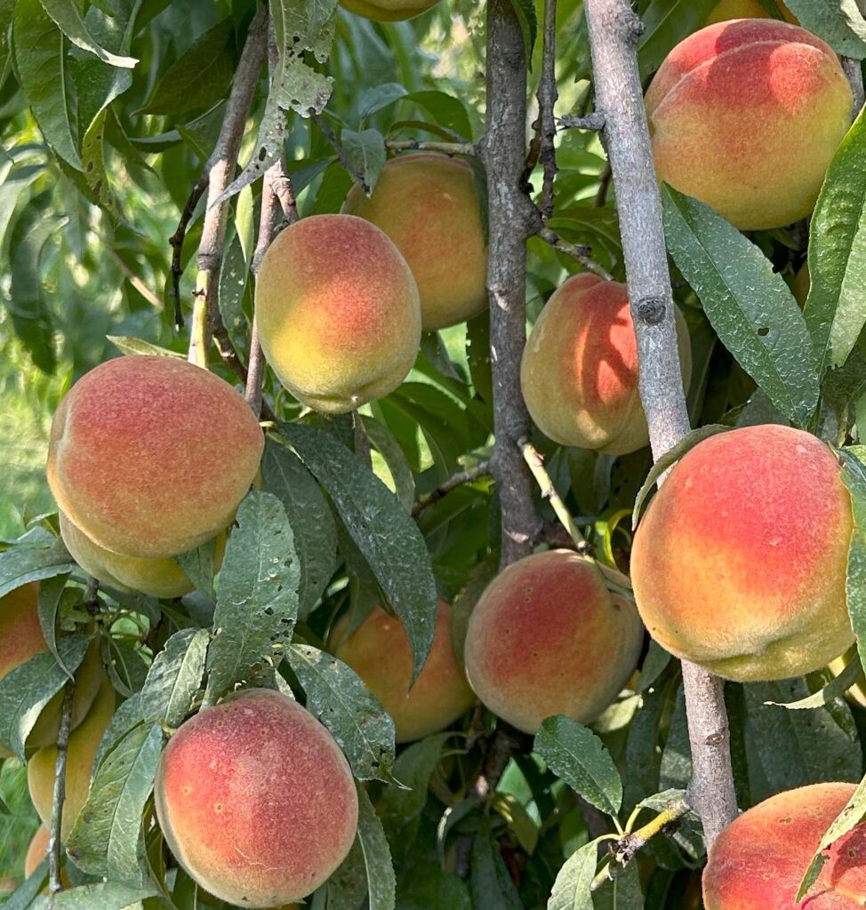 peaches on the tree