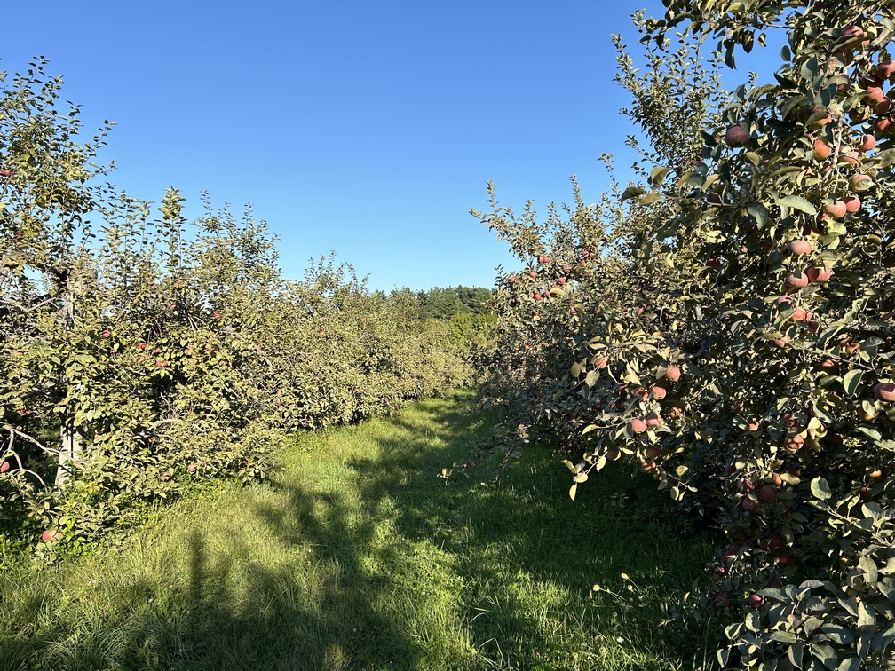 Organic apple orchard at harvest time