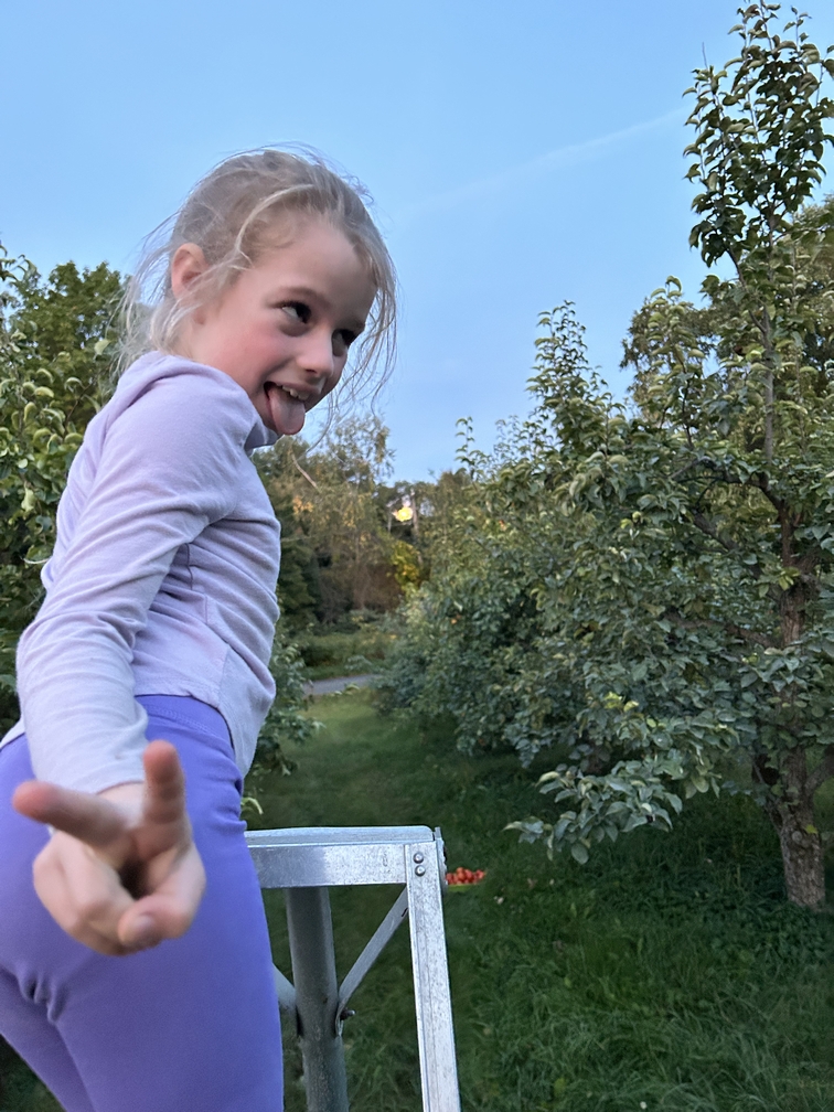 girl on ladder in Asian pear orchard