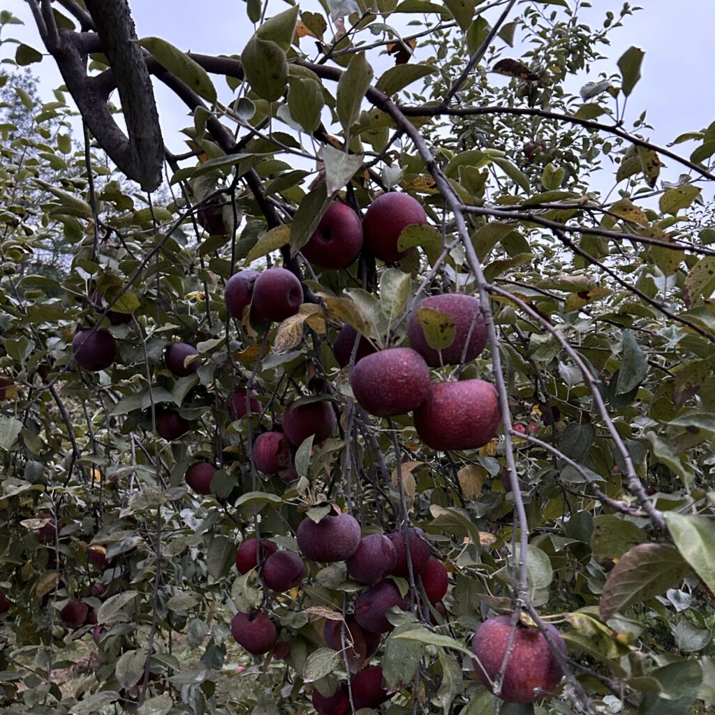 Cortland apples on the tree