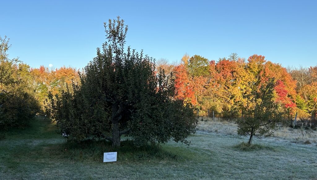 apple tree in foreground, fall foliage and moon in background