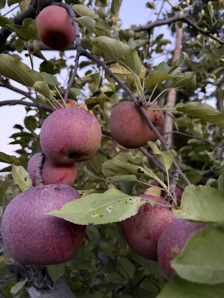 Blue pearmain apples on the tree