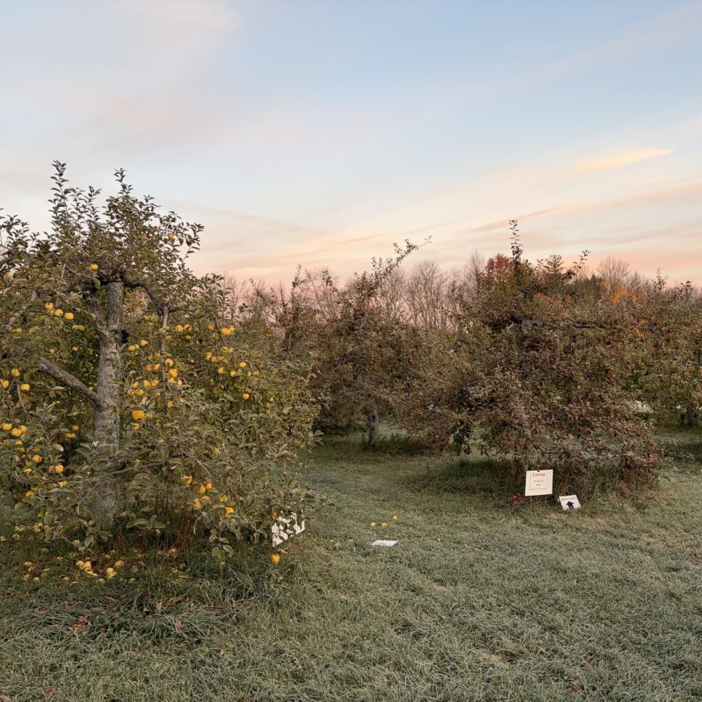 Golden Delicious apples on the tree in a frosty orchard