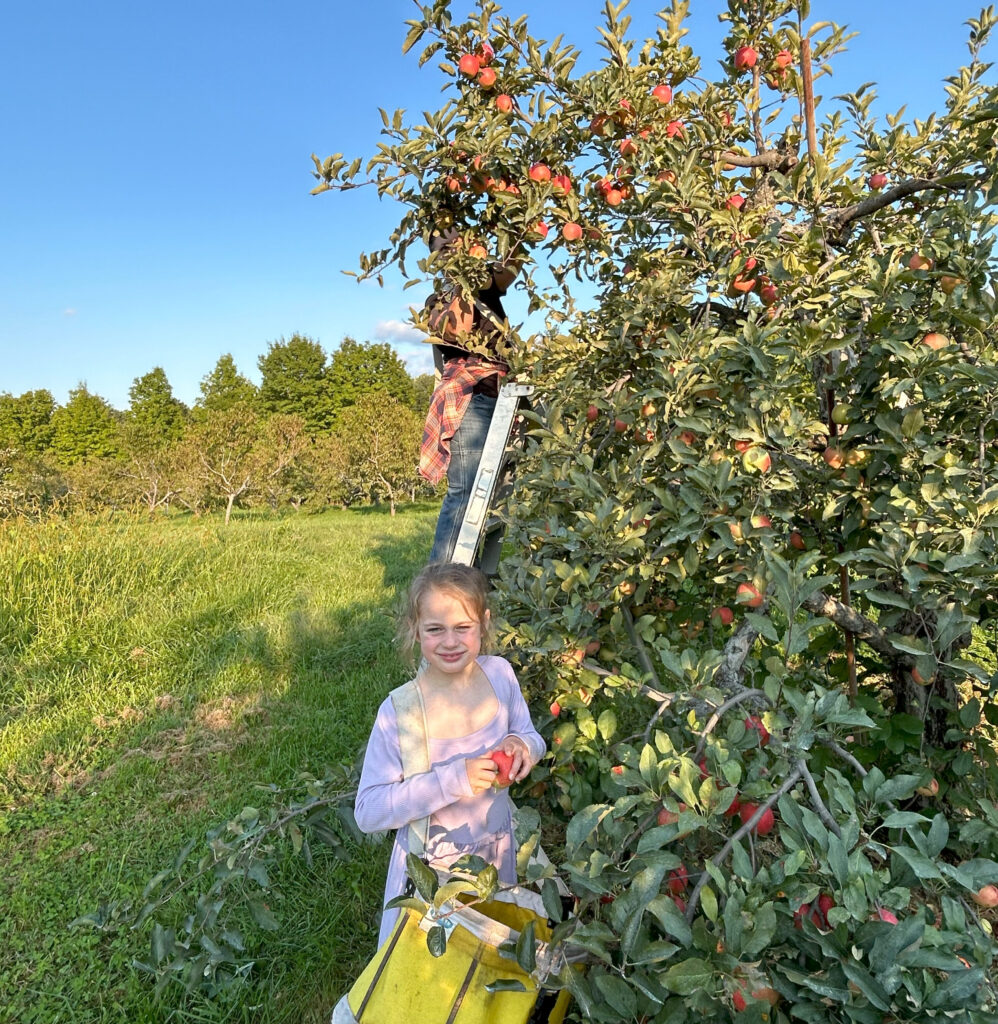 child picking apples in the orchard